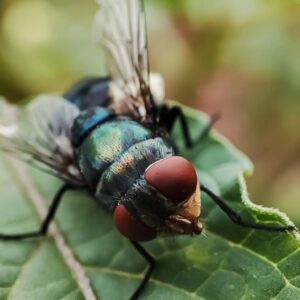 abdde ilk kez goruldu et yiyen parazit insan vucuduna sizdi vbsWL19V