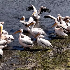 pelikanlar porsuk baraj golunde zuu3KbjN