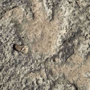 sel felaketi tarih yazdi 115 milyon yillik izler arkeoloji dunyasini heyecanlandirdi nbQTpSUa