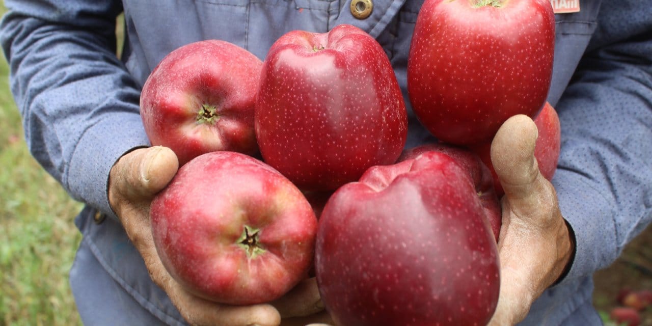 limon ve elmayi satacaklar dikkat ihracati artik izne tabi SzswaY2P