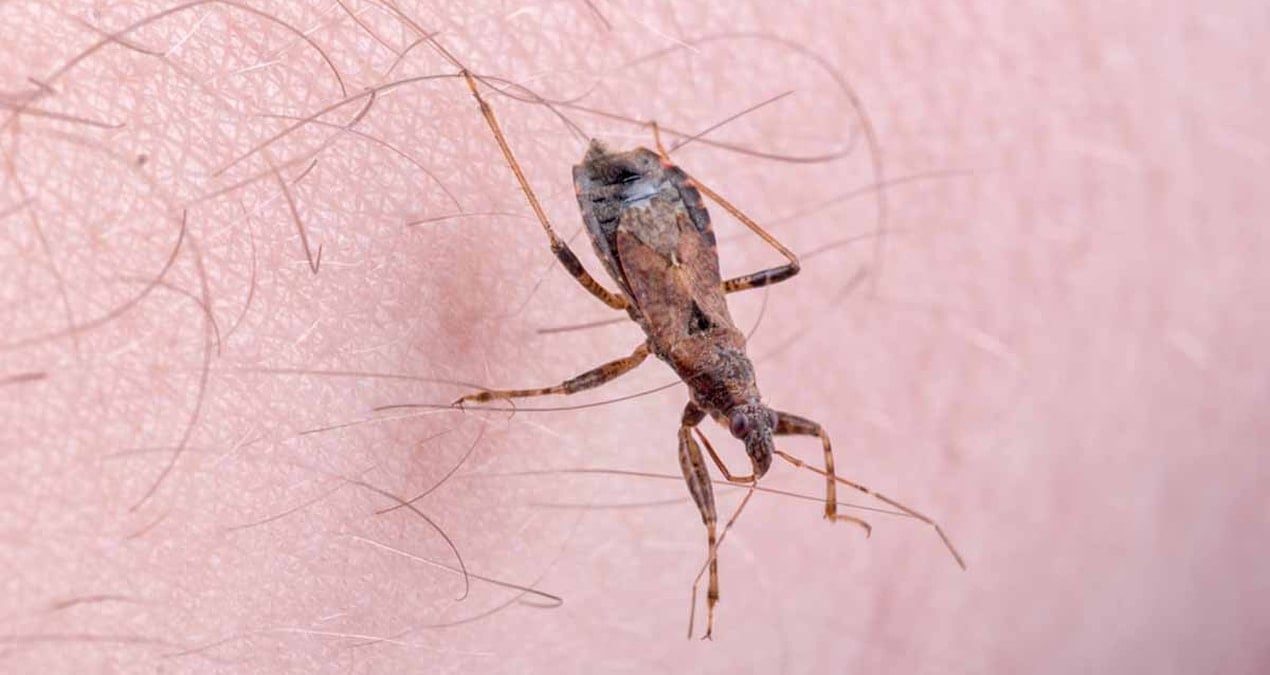 yuz binlerce kisi farkinda olmadan hastaliga yakalandi yeni tehdit opucuk bocegi 57IpJeu5