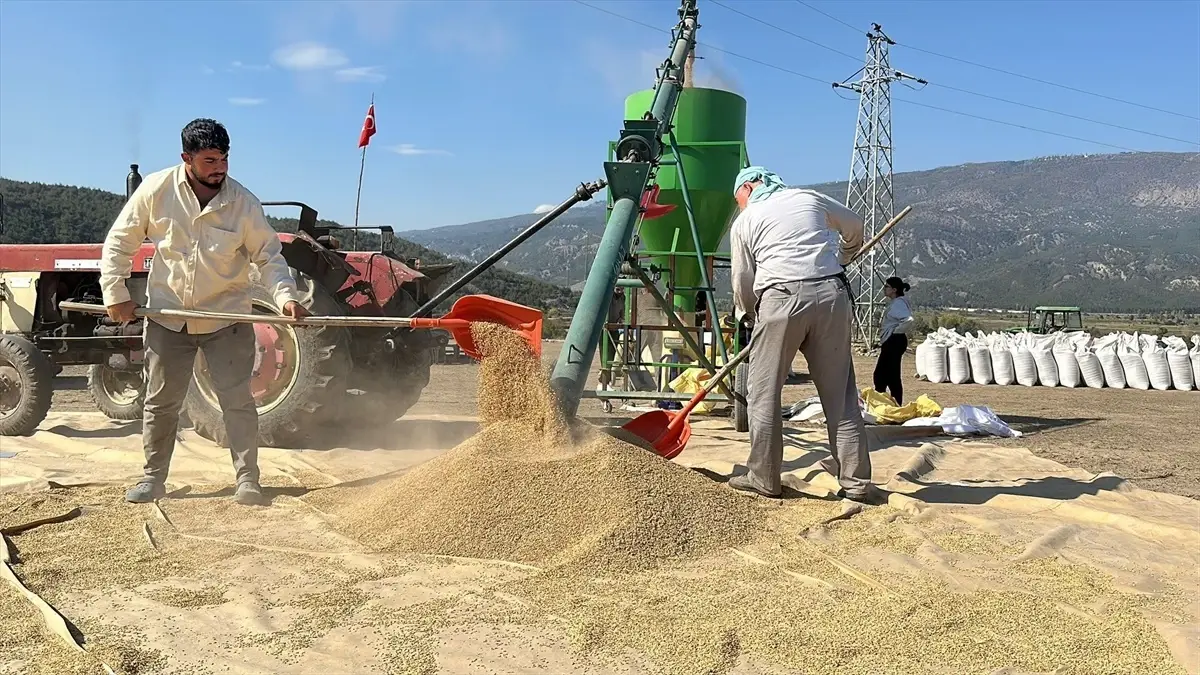 corumda celtik hasadi ve kurutma sureci h18xmwAy.jpg