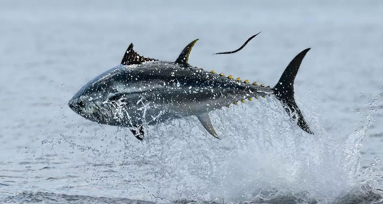 denizden cikti 1000 kisiyi doyuracak degeri 111 bin lira VsIMrqsd.jpg