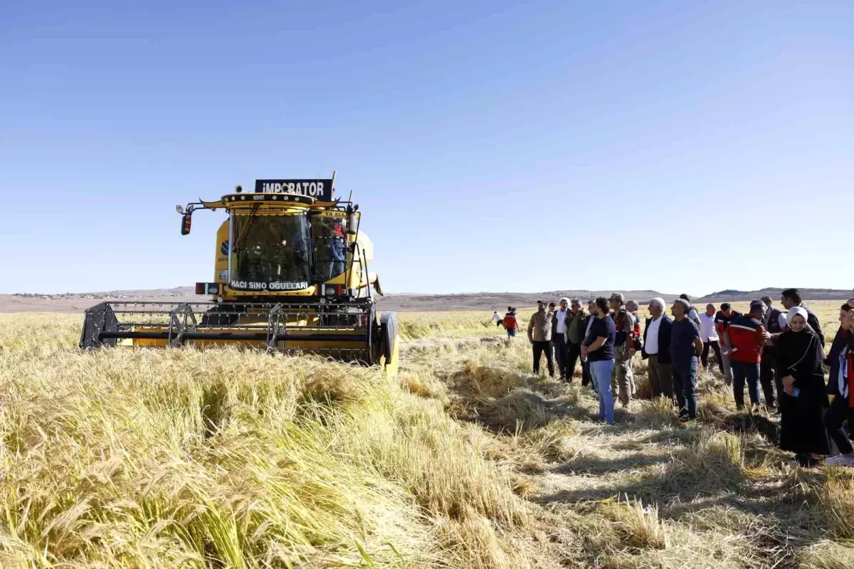 karacadag pirinci 2025 hasadiyla ureticilerin yuzunu guldurdu HFdhWRFB