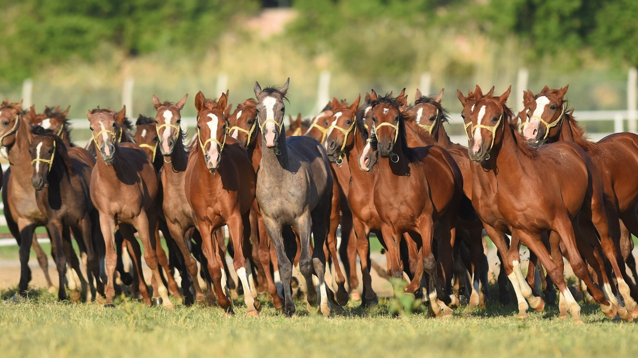 milyonluk taylar veliefendi hipodromunda acik artirmayla satilacak Wz99i8K5.jpg
