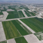 Konya Ovası’nda Umut Veren Yağışlar: Hububat Rekoltesinde 500 Bin Ton Artış Bekleniyor