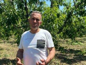 Bursa’da Şeftali Üretimi Artıyor: Tekleme Mesaisi Uzadı